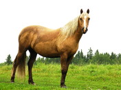 Steed