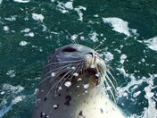 Harbour seal