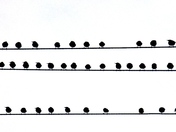 Starlings