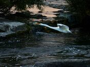 Great Egret