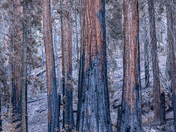 Sequoia National Park 
