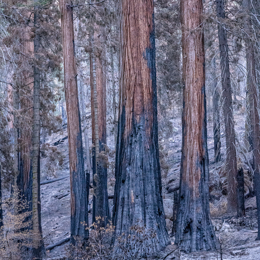 Sequoia National Park 