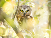 Northern Saw-Whet Owl