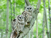 Juvenile Barred Owls