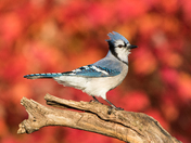 Blue Jay in Autumn Foliage