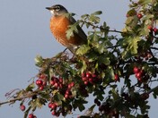 Robin 
