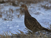 Ring-necked Pheasant (f)