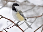 Black capped -chickadee