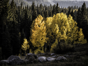 Gunnison National Forest