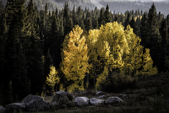 Gunnison National Forest