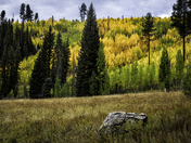 Kaibab National Forest