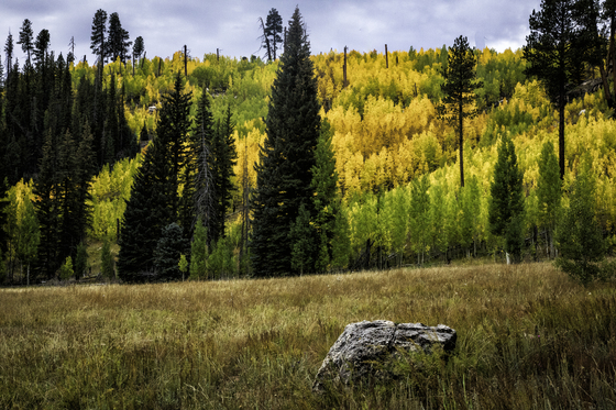 Kaibab National Forest