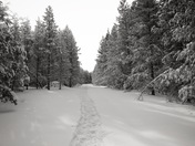 winter forrest trail 