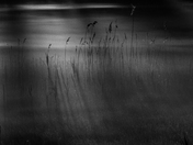 Chincoteague National Wildlife Refuge