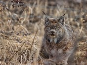 Lynx