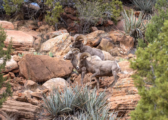 Zion National Park