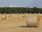 Hazy August Bales