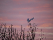 Snowy Owl