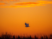 Snowy Owl