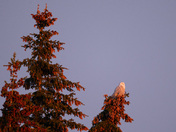 Snowy Owl