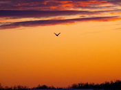 Snowy Owl