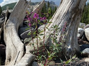 Wrangell-St. Elias National Park & Preserve