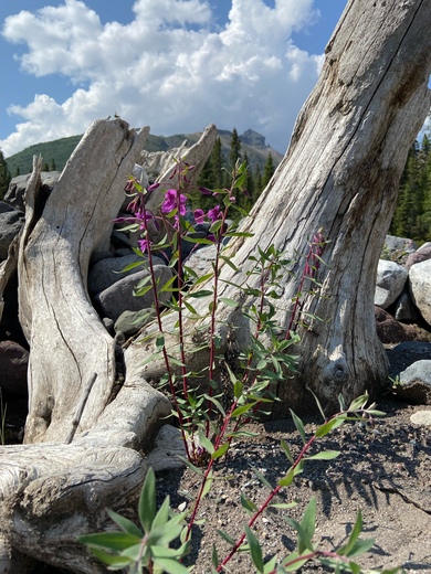 Wrangell-St. Elias National Park & Preserve