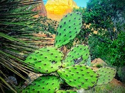 Zion National Park 
