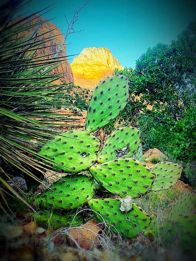 Zion National Park 