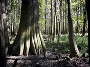 Congaree National Park 