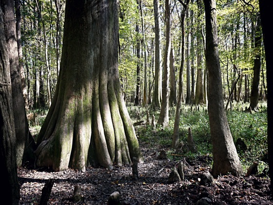 Congaree National Park 