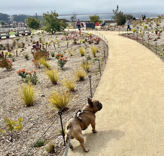 Presidio Tunnel Tops