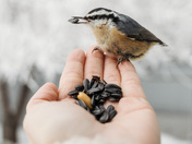 Red-breasted Nuthatch 