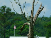 Pee Dee National wildlife refuge