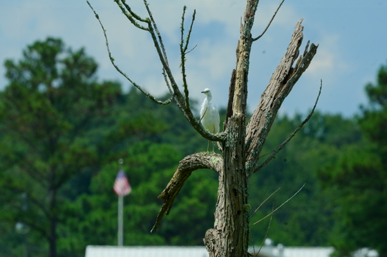 Pee Dee National wildlife refuge