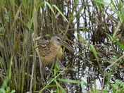 Pungo Unit Of Pocosin Lakes National Wildlife Refuge