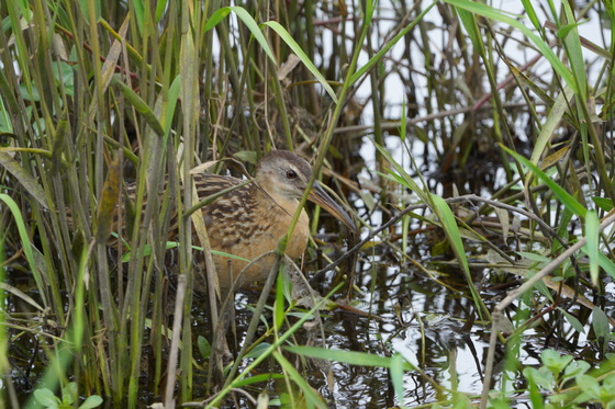 Pungo Unit Of Pocosin Lakes National Wildlife Refuge
