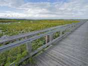 Pte Pelee Boardwalk and the Wetlands