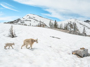 Okanogan-Wenatchee National Forest