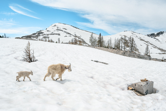 Okanogan-Wenatchee National Forest