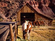Capitol Reef National Park