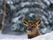 Young elk