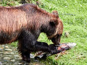 Tongass National Forest