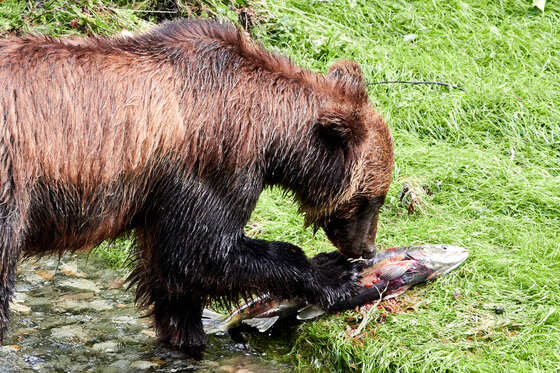 Tongass National Forest
