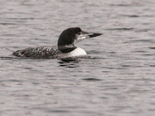 Common Loon