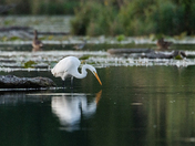 Great Egret