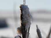 Hoarfrost Cattail