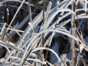 Hoarfrost Marsh Grasses