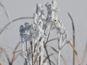 Hoarfrost Goldenrod