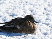 Sunbathing Pintail